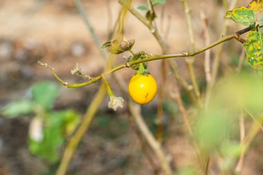 Sarı Taze Hollanda patlıcan (Solanum Aculeatissimum Jacq) bitkinin gövdesiyle birlikte organik sebze bahçesinde asılı Tayland çizgili patlıcan.