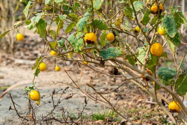 Sarı Taze Hollanda patlıcan (Solanum Aculeatissimum Jacq) bitkinin gövdesiyle birlikte organik sebze bahçesinde asılı Tayland çizgili patlıcan.