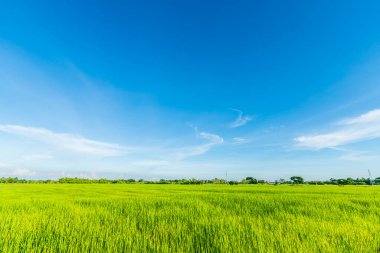 Pirinç tarlasının yeşil çimenli manzarası. Mısır tarlası ya da Asya 'da tarım hasadı. Kabarık bulutlu mavi gökyüzü arka planı..