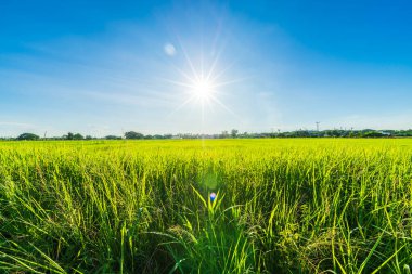 Pirinç tarlasının yeşil çimenli manzarası. Mısır tarlası ya da Asya 'da tarım hasadı. Kabarık bulutlu mavi gökyüzü arka planı..