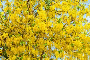Güzel açan Sarı Cassia fistül çiçekleri bahar günü parkla birlikte Tayland 'da gündüz vakti mavi gökyüzü arka planında.