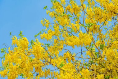 Güzel açan Sarı Cassia fistül çiçekleri bahar günü parkla birlikte Tayland 'da gündüz vakti mavi gökyüzü arka planında.