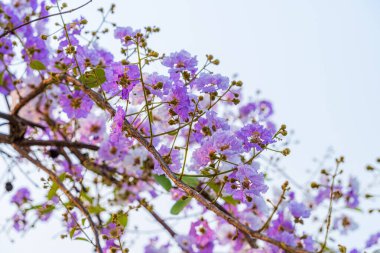 Güzel bir bungor (Lagerstroemia loudonii Teijsm. Çiçekler Tayland bungor ağacı ve yeşil yapraklar baharda parkla birlikte mavi gökyüzü arka planında Tayland.
