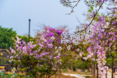 Güzel bir bungor (Lagerstroemia loudonii Teijsm. Çiçekler Tayland bungor ağacı ve yeşil yapraklar baharda parkla birlikte mavi gökyüzü arka planında Tayland.