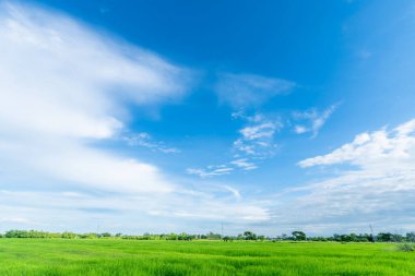 Güzel pirinç tarlası yeşil çimen, tarla tarlası, hava atmosferi parlak mavi arka plan, soyut açık doku, beyaz bulutlar..