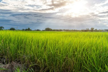 Pirinç tarlasının yeşil çimenli manzarası. Mısır tarlası ya da Asya 'da tarım hasadı. Kabarık bulutlu mavi gökyüzü arka planı..