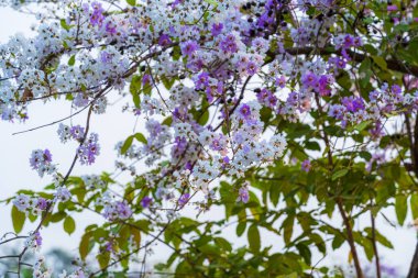 Güzel bir bungor (Lagerstroemia loudonii Teijsm. Çiçekler Tayland bungor ağacı ve yeşil yapraklar baharda parkla birlikte mavi gökyüzü arka planında Tayland.