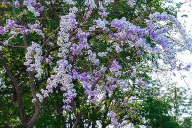 Güzel bir bungor (Lagerstroemia loudonii Teijsm. Çiçekler Tayland bungor ağacı ve yeşil yapraklar baharda parkla birlikte mavi gökyüzü arka planında Tayland.