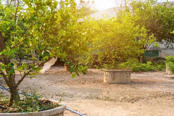 Yeşil limon ağaçları çimento göletinde yetişiyor. Bahçede narenciye ağaçları yetişiyor. Kırsal evleri var..