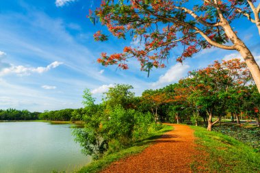 Yol manzarası ve tropikal kırmızı çiçekler Royal Poinciana veya Bulutlu mavi gökyüzü ile rezervuarın Ateş Ağacı (Delonix regia) orman yaz doğal arka planı.