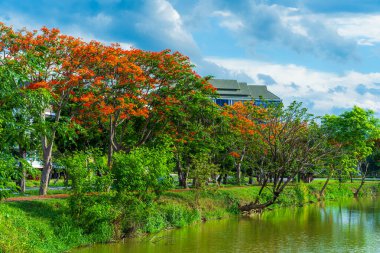 Yol manzarası ve tropikal kırmızı çiçekler Royal Poinciana veya Bulutlu mavi gökyüzü ile rezervuarın Ateş Ağacı (Delonix regia) orman yaz doğal arka planı.