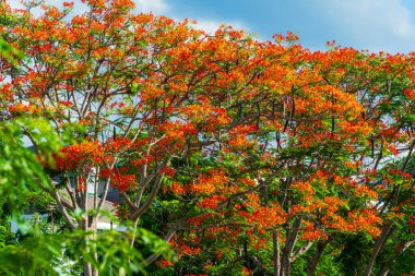 Güzel tropikal kırmızı çiçekler Royal Poinciana veya Alev Ağacı (Delonix regia) Tayland 'da mavi gökyüzünde orman yazın doğal arka planında.