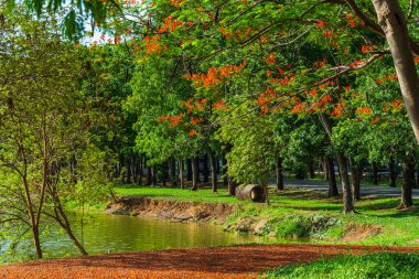 Yol manzarası ve tropikal kırmızı çiçekler Royal Poinciana veya Bulutlu mavi gökyüzü ile rezervuarın Ateş Ağacı (Delonix regia) orman yaz doğal arka planı.