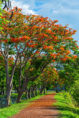 Yol manzarası ve tropikal kırmızı çiçekler Royal Poinciana veya Bulutlu mavi gökyüzü ile rezervuarın Ateş Ağacı (Delonix regia) orman yaz doğal arka planı.