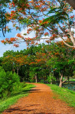 Yol manzarası ve tropikal kırmızı çiçekler Royal Poinciana veya Bulutlu mavi gökyüzü ile rezervuarın Ateş Ağacı (Delonix regia) orman yaz doğal arka planı.