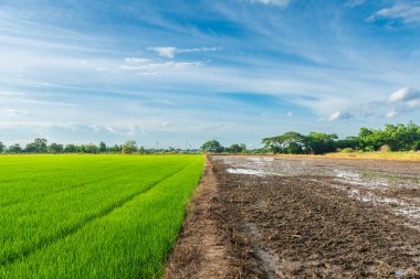 Pirinç tarlasının yeşil çimenli manzarası. Mısır tarlası ya da Asya 'da tarım hasadı. Kabarık bulutlu mavi gökyüzü arka planı..