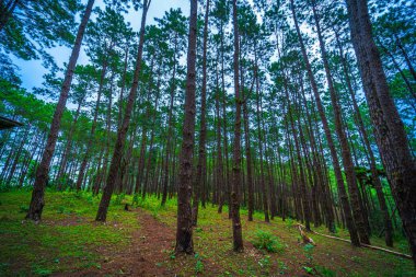 Farklı ağaçlara sahip güzel bir tarla ormanı, Doi Bo Luang Ormanı Parkı 'ndaki dağda çam ağacı yeşili, sabah Chiang Mai, Tayland.