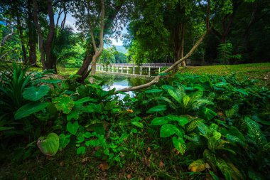 Halka açık bir gezi alanı Ang Kaew Chiang Mai Üniversitesi 'ndeki ahşap köprü gölü manzarası ve Doi Suthep doğa ormanı bahar bulutlu arka planı beyaz bulutlu gökyüzü manzarası.