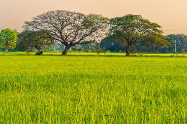 Manzaralı pirinç tarlası manzaralı yeşil çimenler ve Asya 'da iki büyük ağaç üzerinde tarım hasadı kabarık bulutlu mavi gökyüzü akşam arkaplanı..