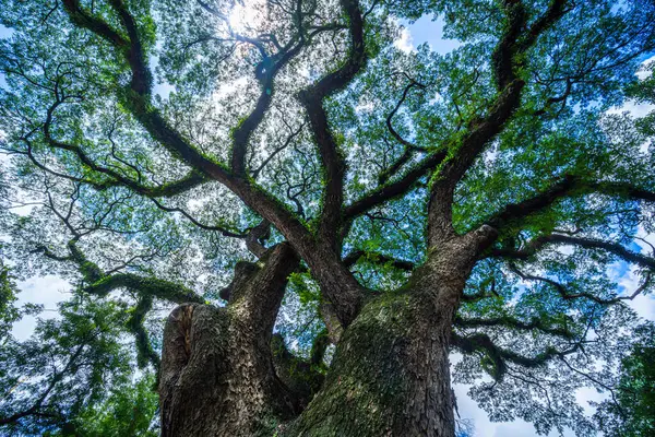 Güzel yeşil yapraklar, güneş ışınları ve mavi gökyüzü arkaplanı olan büyük ağaç silueti gibi parlıyor..
