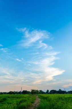 Güzel pirinç tarlası yeşil çimen, tarla tarlası, hava atmosferi parlak mavi arka plan, soyut açık doku, beyaz bulutlar..