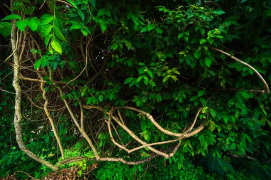 Yeşil yapraklar desenli, yeşillik doğalı yeşil arkaplan