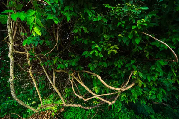 Yeşil yapraklar desenli, yeşillik doğalı yeşil arkaplan