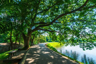 Ang Kaew Chiang Mai Üniversitesi 'nde ve Doi Suthep doğa ormanlarında halka açık bir gezi gölü manzarası..