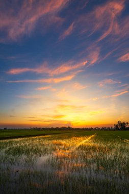Pirinç tarlasının manzaralı yeşil çimen tarlası ya da Asya 'da tarım hasadı. Kabarık bulutlu mavi gökyüzü akşam arkaplanı..