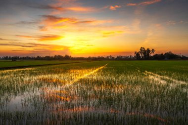 Tapınak Wat Phra Si Rattana Mahathat 'da sallanıyor. Wat Yai bir Budist tapınağı olarak da bilinir. Tayland' ın Phitsanulok şehrinde büyük bir turisttir..