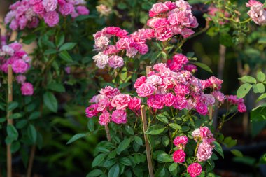 Gül bahçesinde açan pembe gül yeşil arka planda pembe güller sevgililer günü konsepti