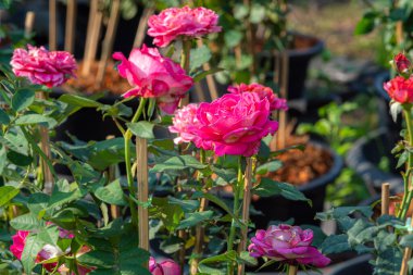 Kırmızı mumlar ve yanan tütsü, Çin alfabesindeki kutsanmış kağıttan altınlar üzerine Çin 'deki bir tapınakta Çin Yeni Yılı' nda Tanrı 'ya olan saygıyı gösteren bir lütuftur.