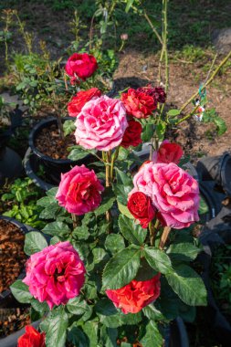 Gül bahçesinde açan pembe gül yeşil arka planda pembe güller sevgililer günü konsepti