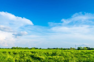 Güzel pirinç tarlası yeşil çimen, tarla tarlası, hava atmosferi parlak mavi arka plan, soyut açık doku, beyaz bulutlar..