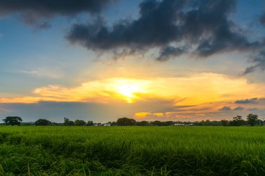 Pirinç tarlasının manzaralı yeşil çimen tarlası ya da Asya 'da tarım hasadı. Kabarık bulutlu mavi gökyüzü akşam arkaplanı..
