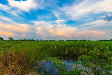 Pirinç tarlasının manzaralı yeşil çimen tarlası ya da Asya 'da tarım hasadı. Kabarık bulutlu mavi gökyüzü akşam arkaplanı..