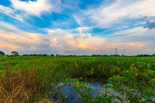 Pirinç tarlasının manzaralı yeşil çimen tarlası ya da Asya 'da tarım hasadı. Kabarık bulutlu mavi gökyüzü akşam arkaplanı..