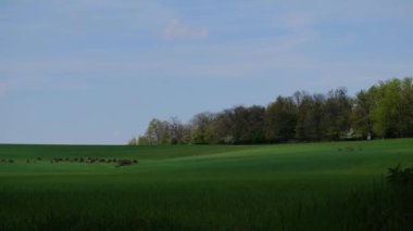 Macaristan 'da geyik sürüsü yeşil yemyeşil bir çayırda
