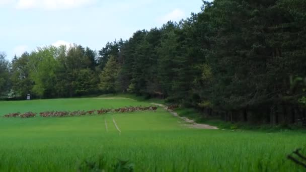 Herd Deer Loopt Groen Veld Midden Europa — Stockvideo