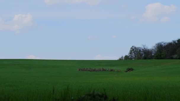 Стадо Оленей Зеленом Поле Центральной Европе — стоковое видео