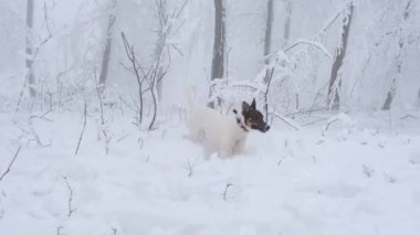 Karlı bir ormanda oynayan melez bir köpek. Beyaz ve benekli köpek oynuyor. FullHD ProRes görüntüleri