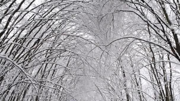 Βίντεο Αργής Κίνησης Χειμώνας Φωτεινό Φόντο Χιονισμένα Κλαδιά Πεύκου Στον — Αρχείο Βίντεο