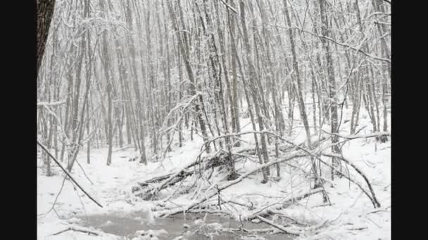 Замедленное Видео Зимний Яркий Фон Снежными Сосновыми Ветвями Солнце Снег — стоковое видео
