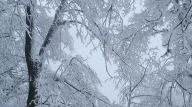 Fırtınalı bir rüzgar, rıhtımdaki ağaçların yapraklarını emiyor. Yavaş çekimde.