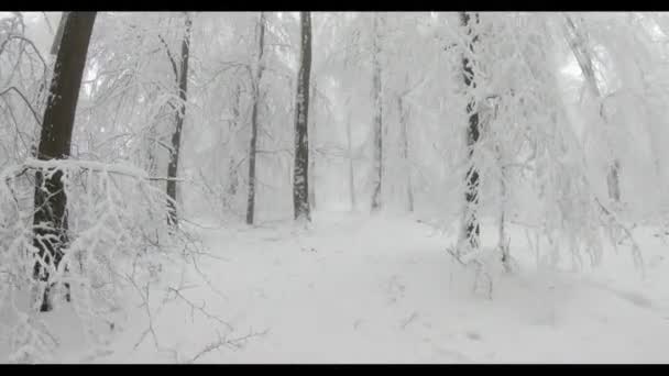 在雪地的森林里散步 树上覆盖着4K的积雪 — 图库视频影像