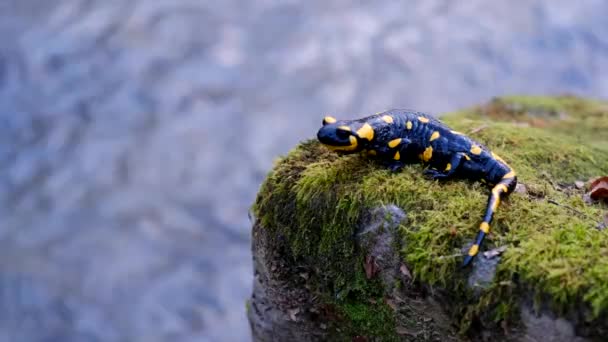 Salamander Wartet Auf Einem Felsen Bach — Stockvideo
