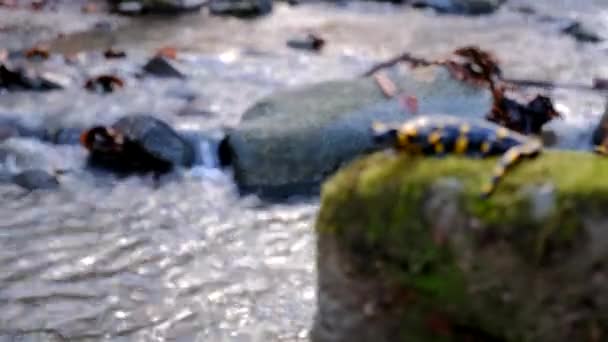Salamandra Espera Una Roca Junto Arroyo — Vídeos de Stock