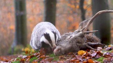 Avrupalı porsuk düşen geyiğin kafasını yavaş çekimde çekiyor. Ormanda sonbahar yaban hayatı. Yaşam döngüsü. Köfteler. Cervus elaphus. Kaba doğanın geniş açılı görüntüsü. Avro Açık Orman Doğası.