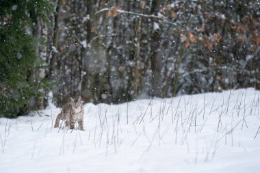 Luchs yoğun kar yağışı altında ormandan önce kar tarlasında yürüyor. Vahşi yaşam vaşağı ile soğuk hava. Vaşak vaşak.