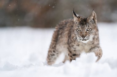Karda yürüyen Luchs yavrusu. Vahşi yaşam yırtıcısıyla soğuk kış. Vaşak. Doğal ortamında vahşi yaşam hayvanı var..